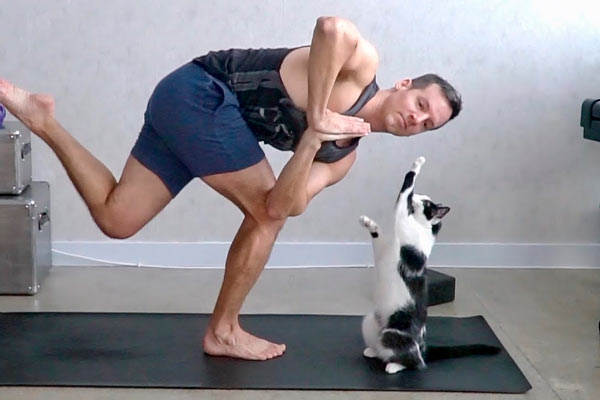 Les chats et le yoga